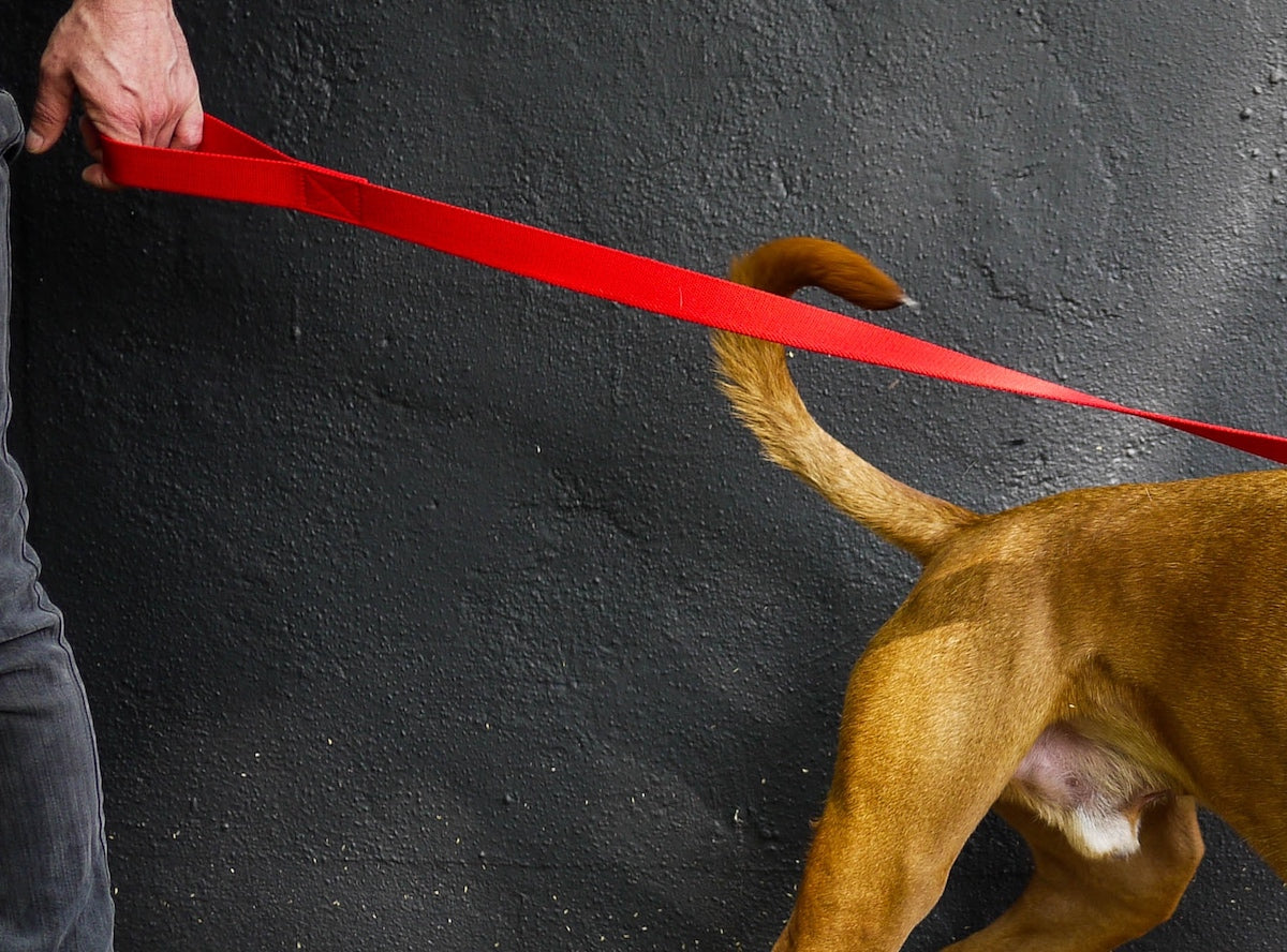 red lead for boxer