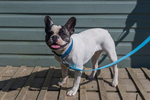 sky blue dog lead