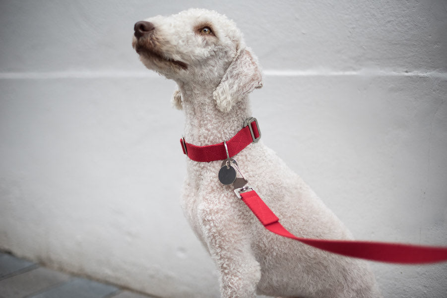 small red collar for a bedlington