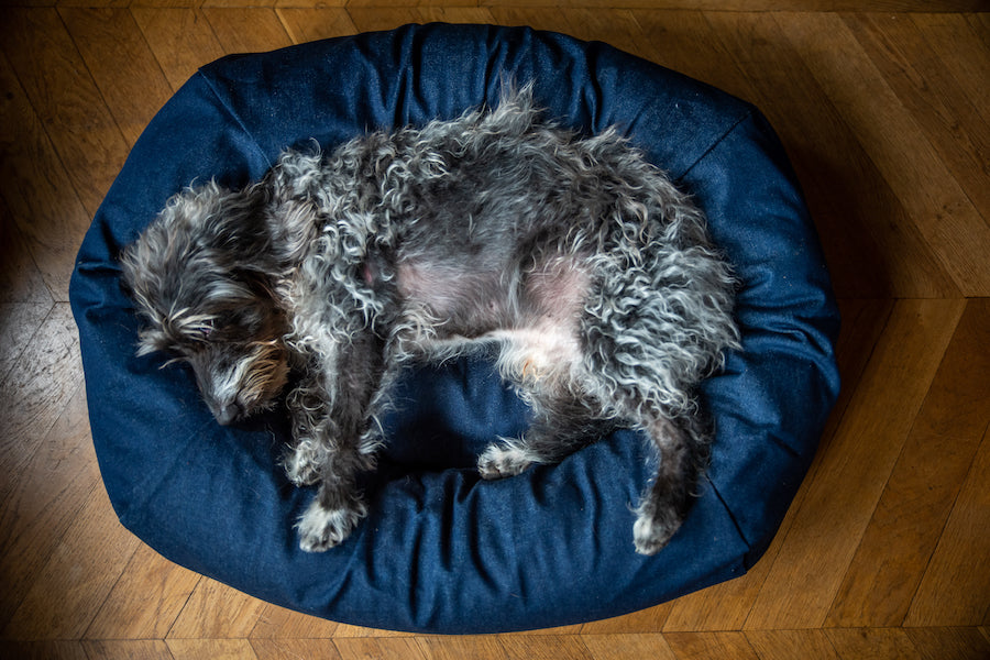 small comfy denim dog bed