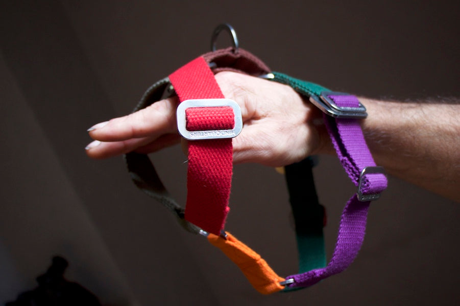 small rainbow harness for dog