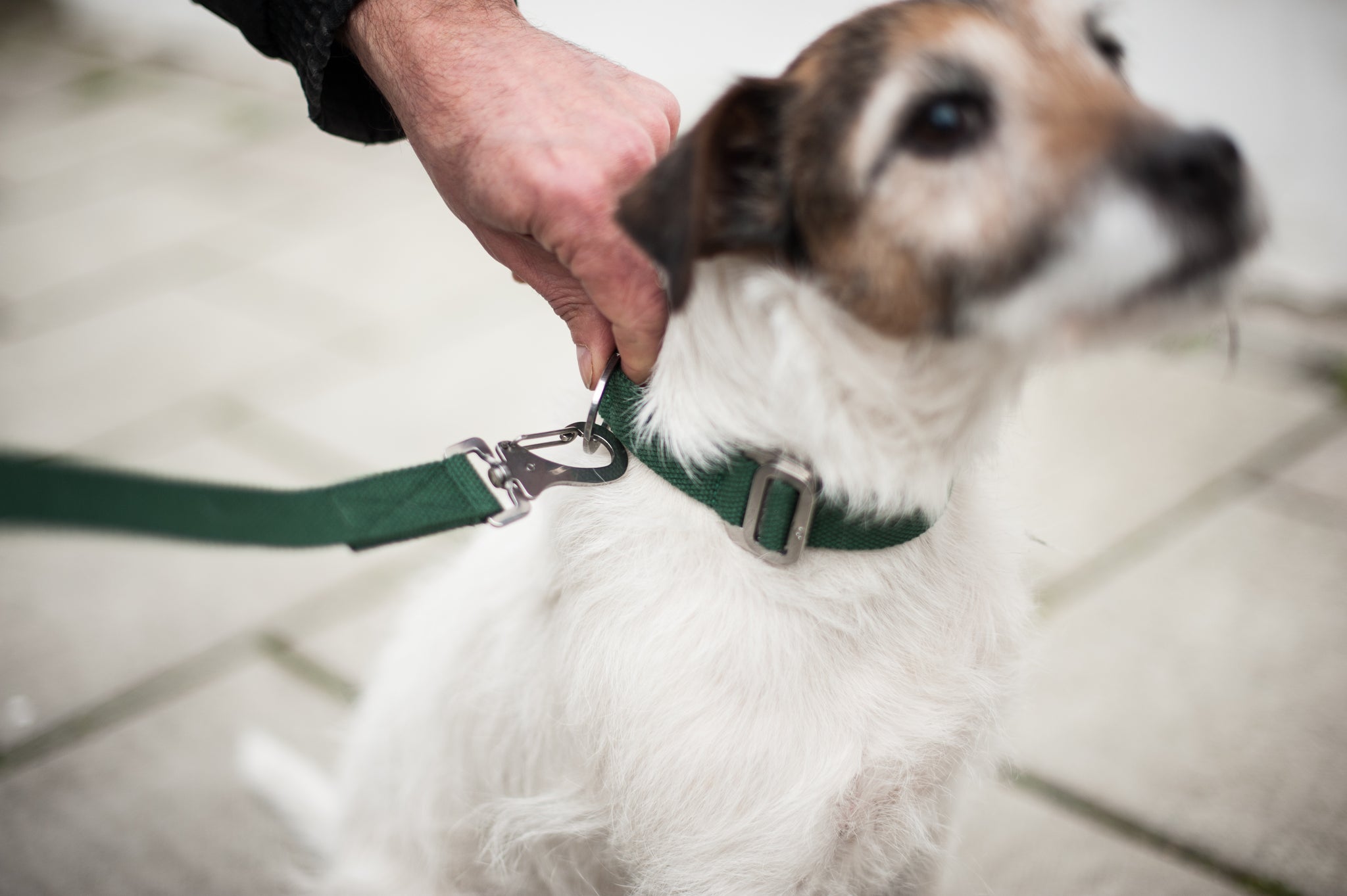 Slim green dog lead