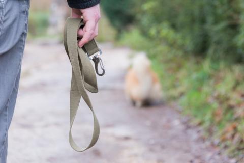 Khaki dog lead