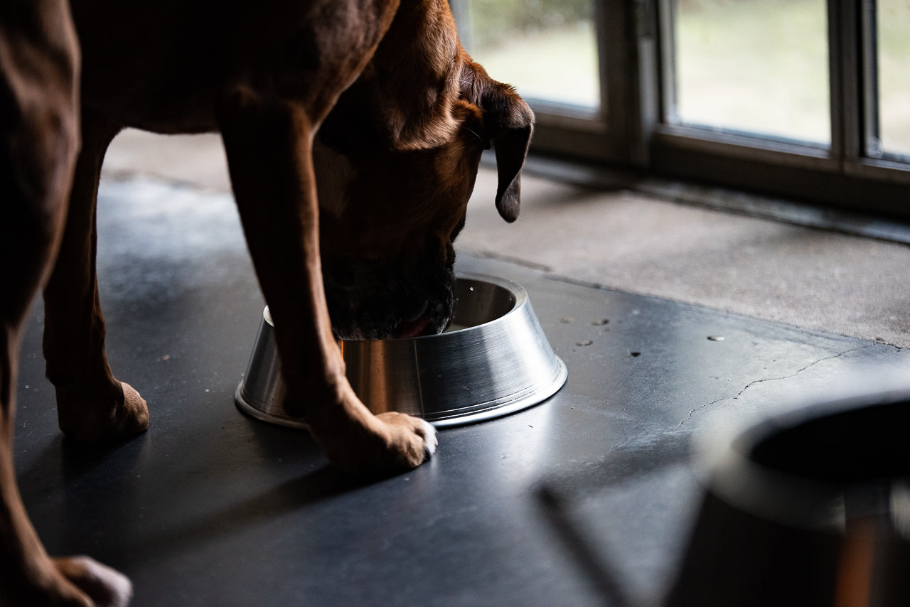 water bowl for dog